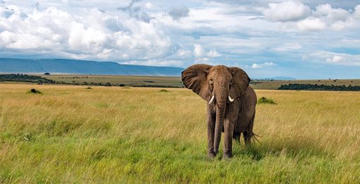 Voir Un Elephant Au Kenya