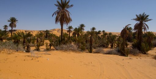 Oasis Algerie Datte
