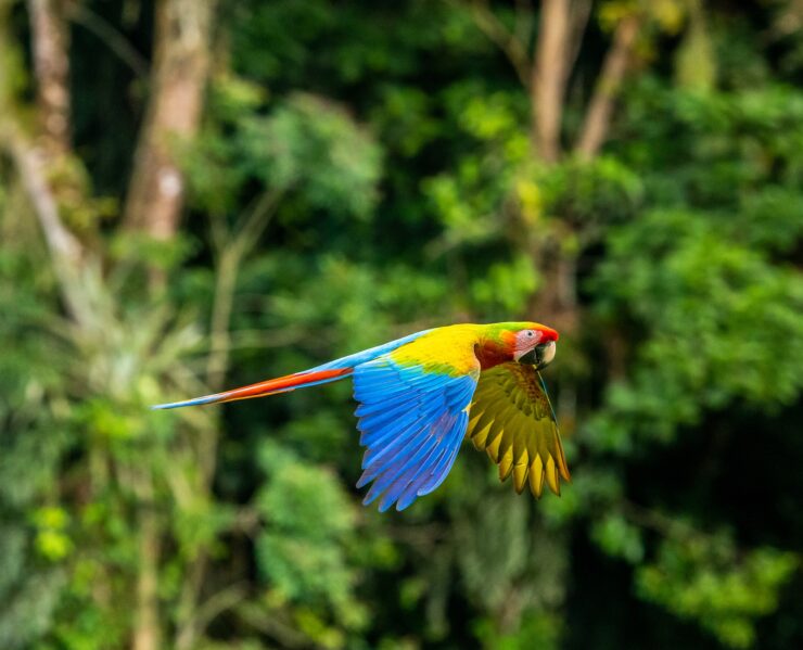 Ara Observe Au Costa Rica