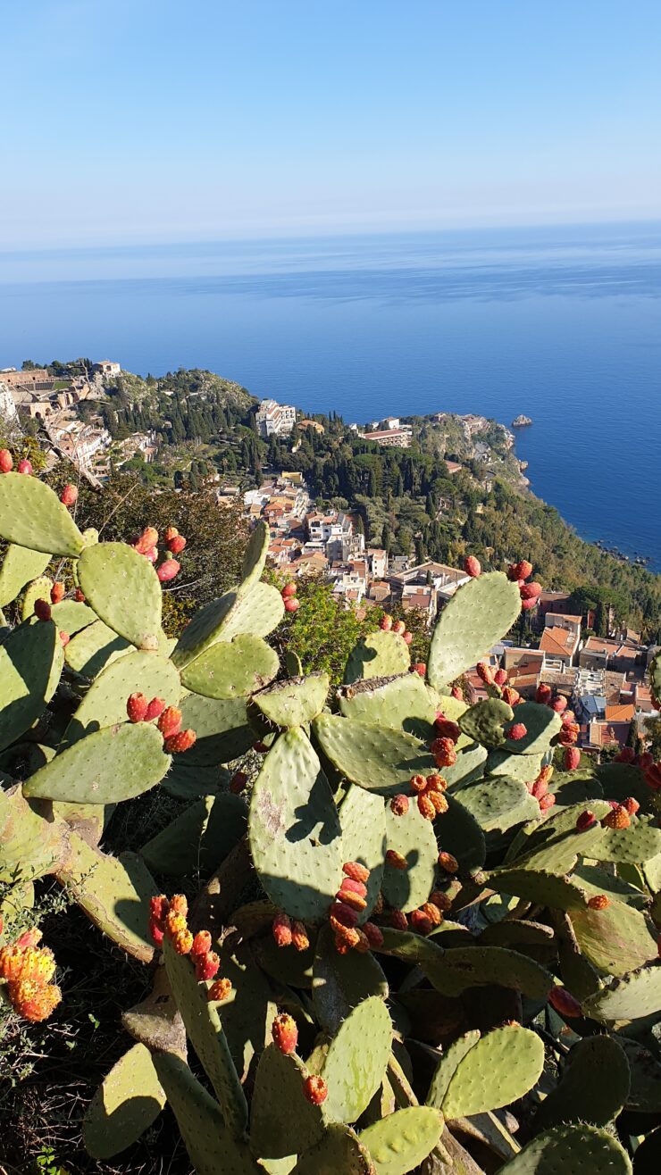 Cactus Et Vue Sur La Cote D Azur
