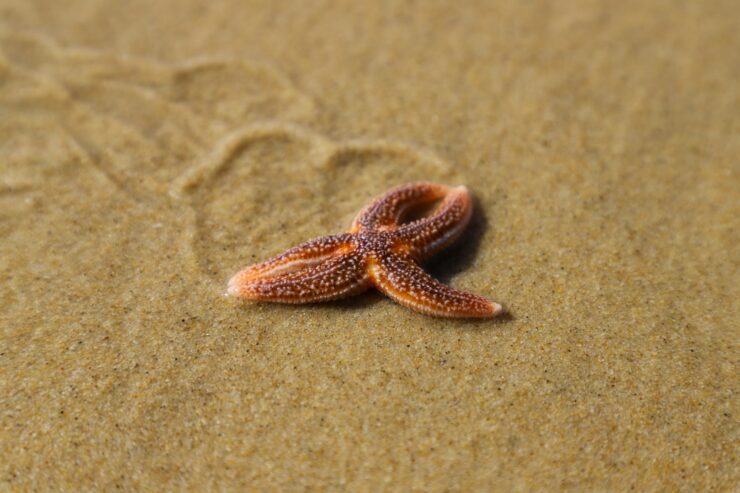 Etoile De Mer 1