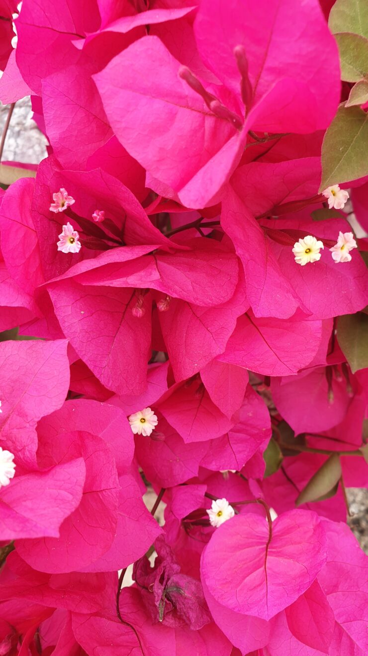 Fleurs Roses A Eze