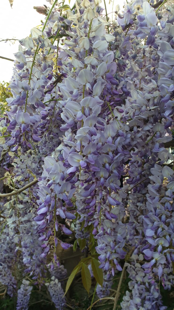 Glycine