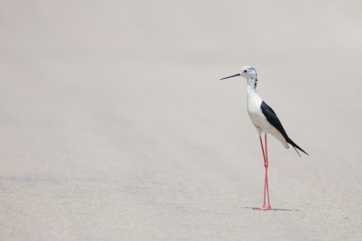 Oiseau Echasse Blanche