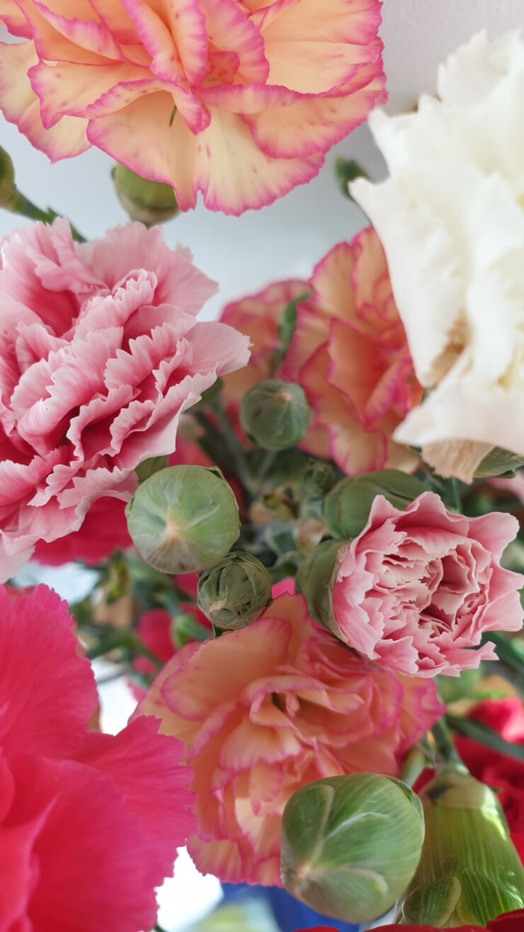 Roses Du Sud