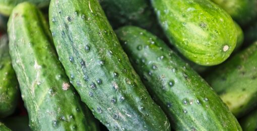 Concombre Bio Recette