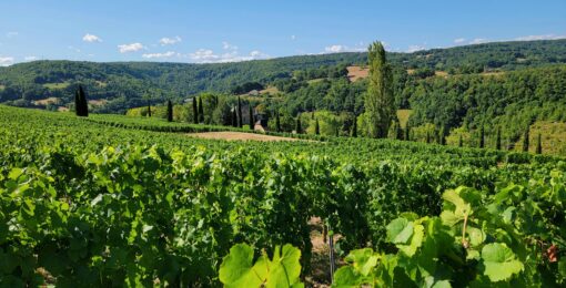 Vignobles En France