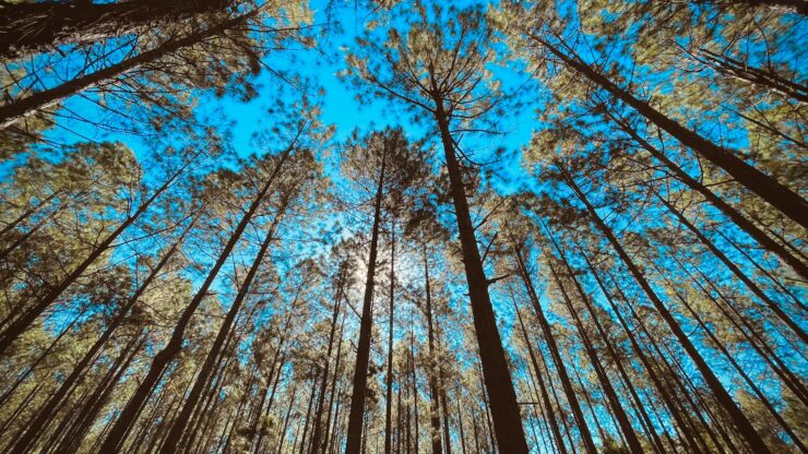 Foret En Vendee