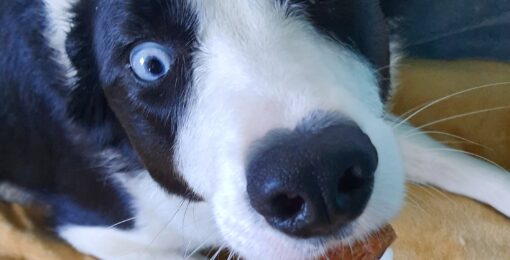 Chien Avec Yeux Bleus
