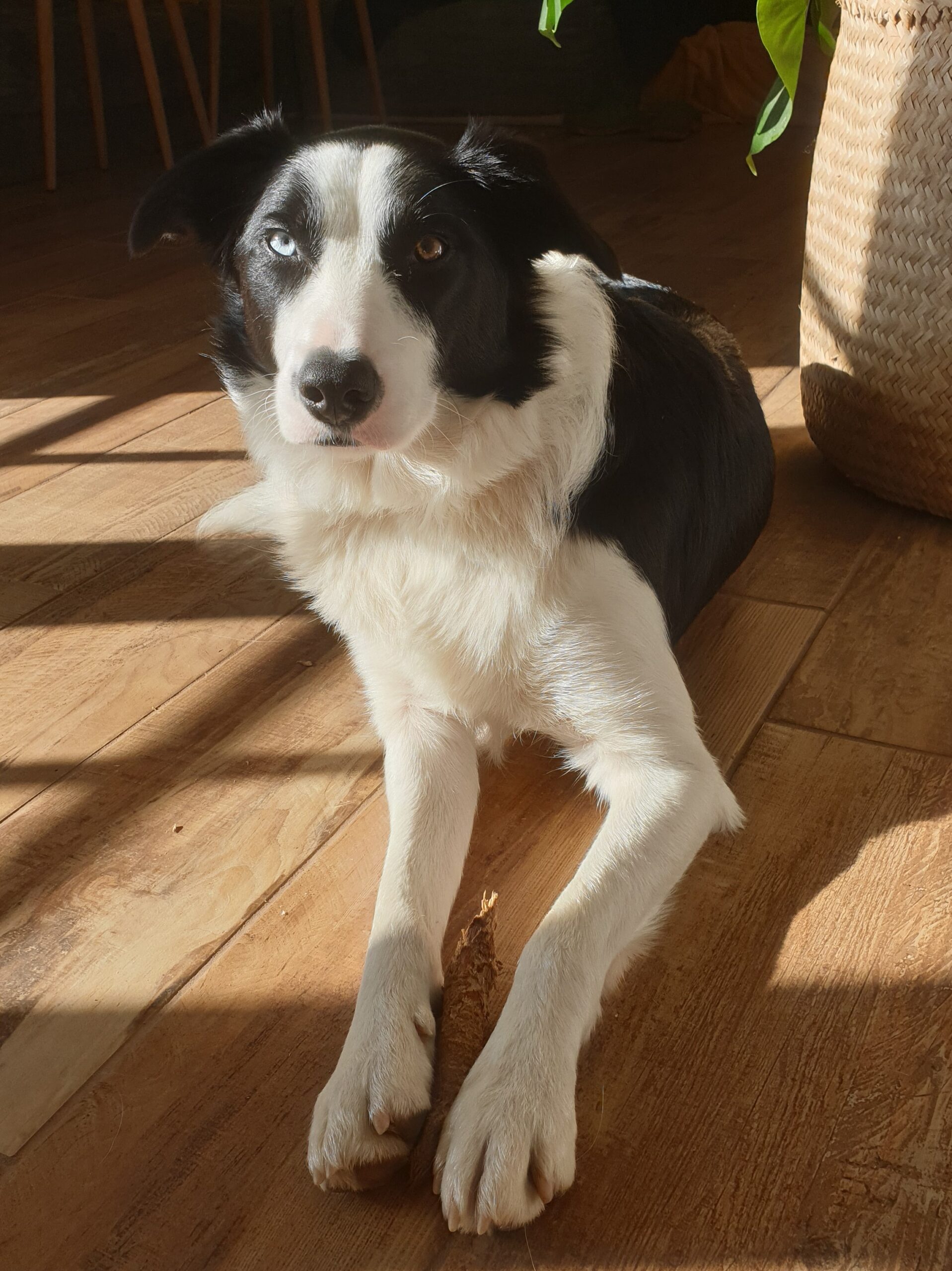 Samy Border Collie Noir Et Blanc