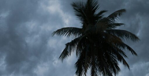 Bahamas Avec Palmier Saison Des Pluies