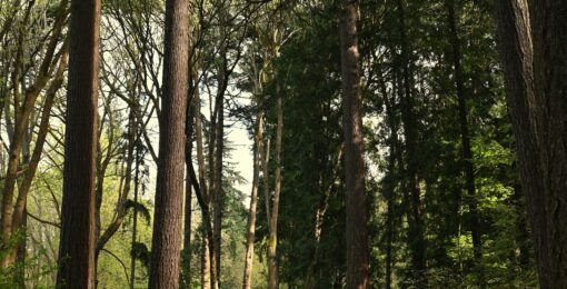 Foret Center Parcs