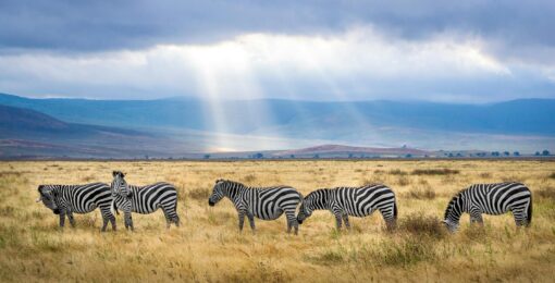 Zebres En Tanzanie