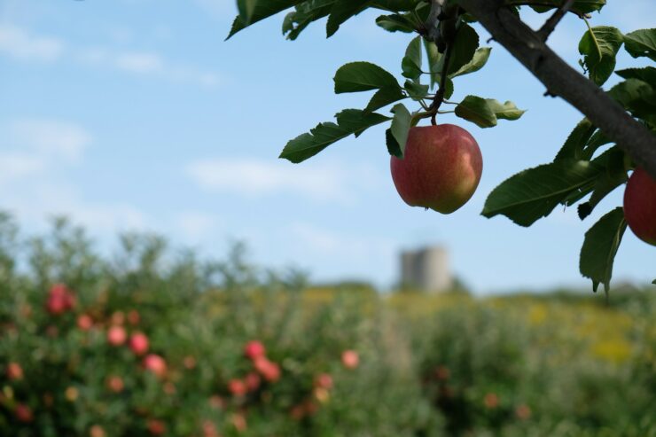 Pommiers Normandie