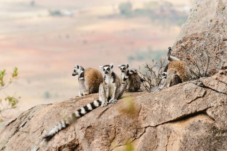 Lemuriens Madagascar