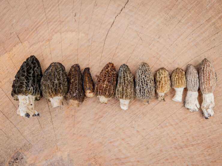 Morilles Champignons