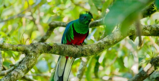 Quetzal Costa Rica