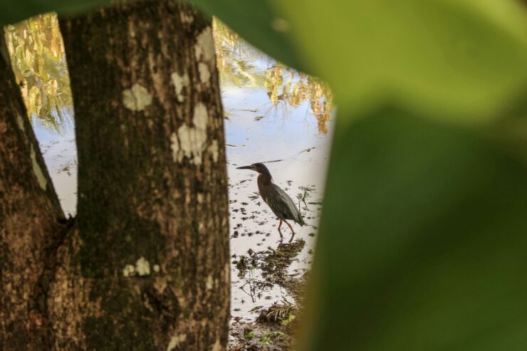 Oiseau Observation En Martinique