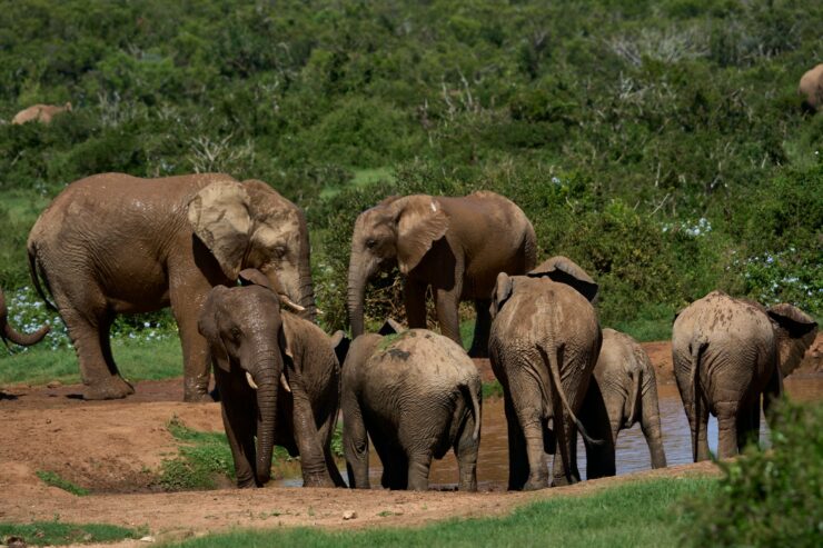 Elephant Observer