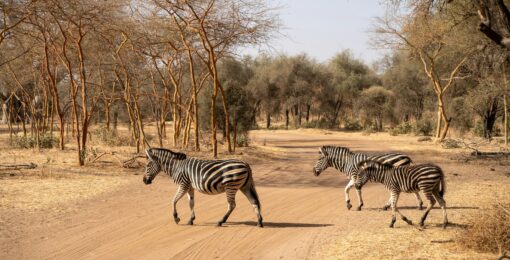 Zebre Africa