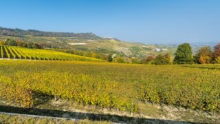Paysage Barolo