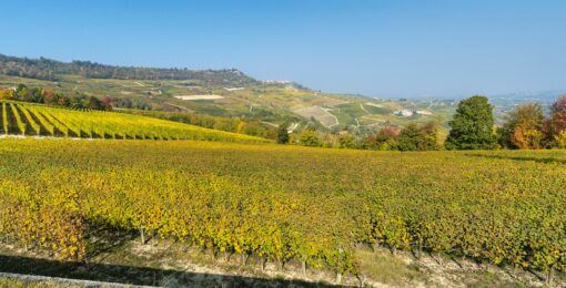 Paysage Barolo