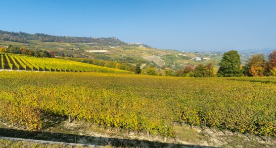Paysage Barolo