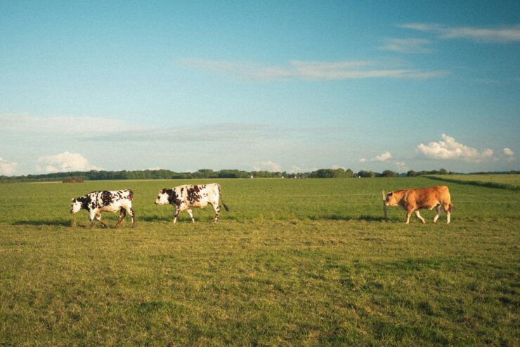 Vaches En Normandie