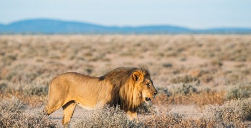 Lion Afrique