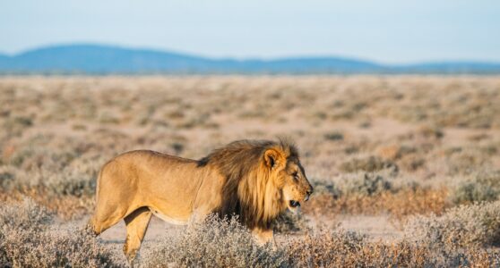 Lion Afrique