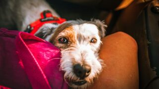 Chien En Transport