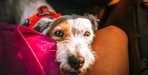 Chien En Transport