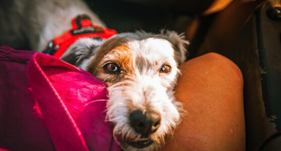 Chien En Transport